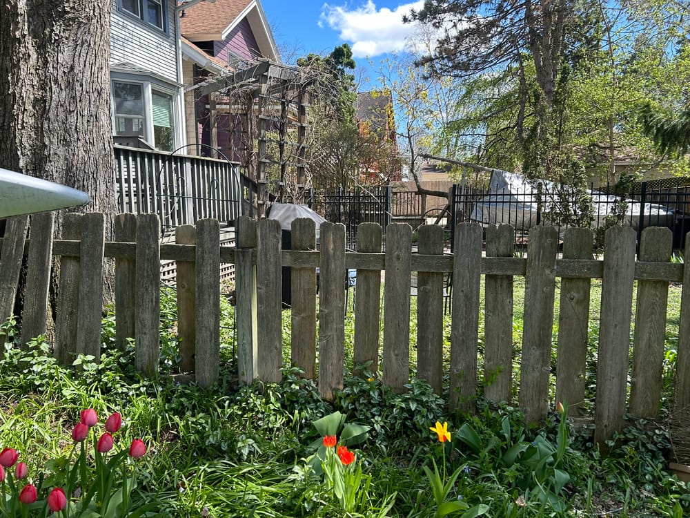 Old Dog-Eared Fence Pickets